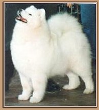 Snow Victoria Queen