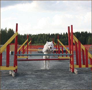 Daisy jumps