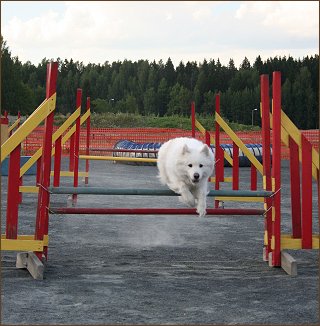 Daisy jumps