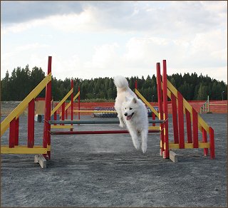 Daisy jumps