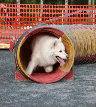 Daisy in tunnel
