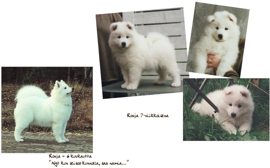 Ronja pup