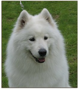 Ronja head 1