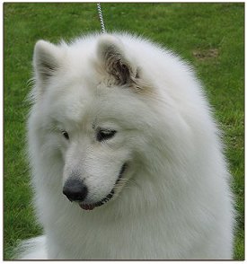 Ronja head 2