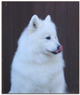 Ronja head