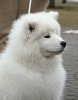 Gale