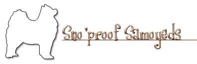 Sno'proof Samoyeds