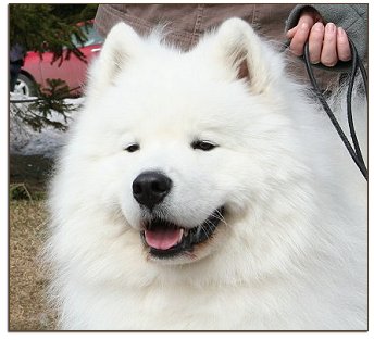 Sulo