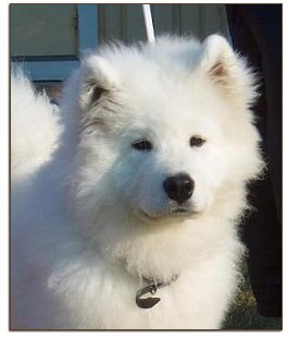 Sulo