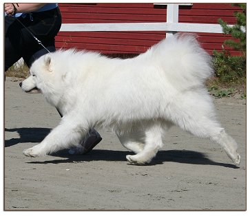 Sulo