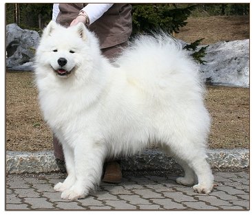 Sulo