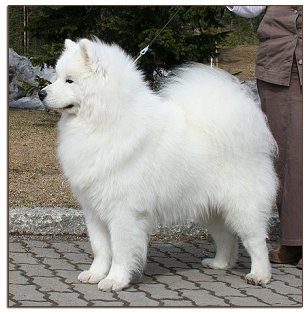 Sulo