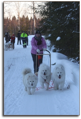 Sled