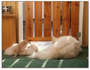 Gilda and Daisy