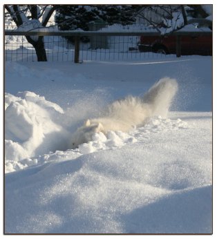 Zelda and the Snow