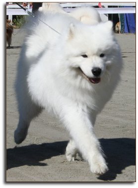 New Champion Sulo