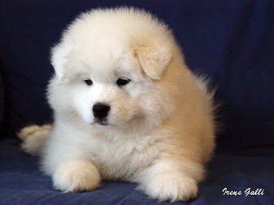 Primo 8 weeks