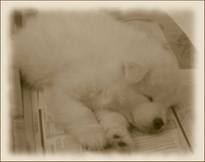Italian litter