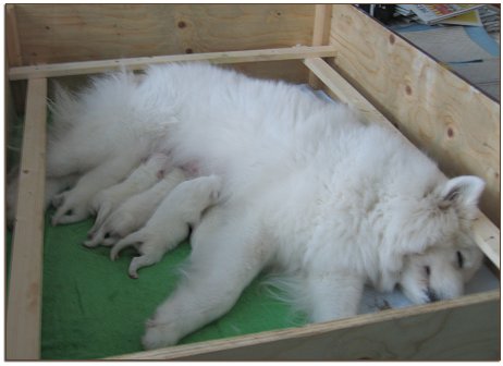 Ronja and the pups