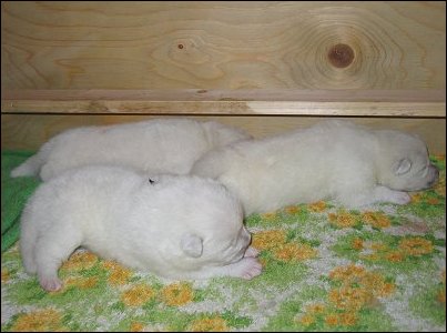 The pups