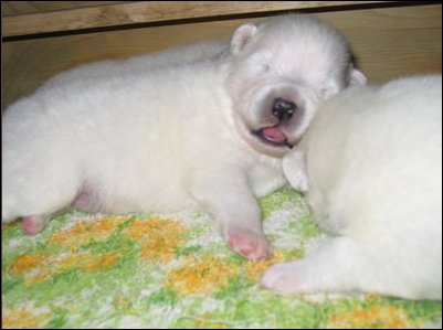 The pups