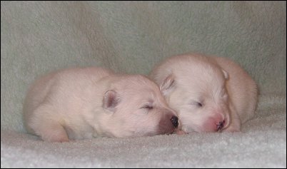 The pups
