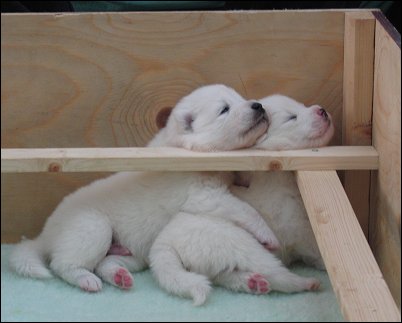 Ronja's pups