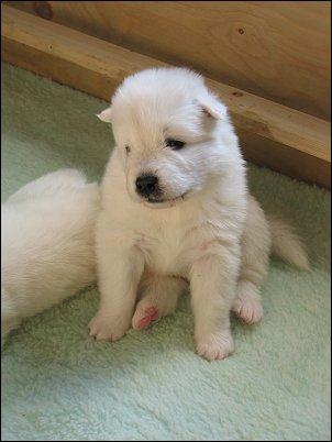 Ronja's pups