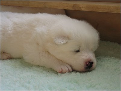 Ronja's pups
