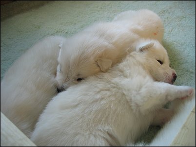 Ronja's pups