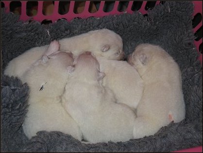 Ronja's pups