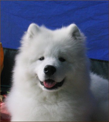 Rlli in Puppy Show 2005