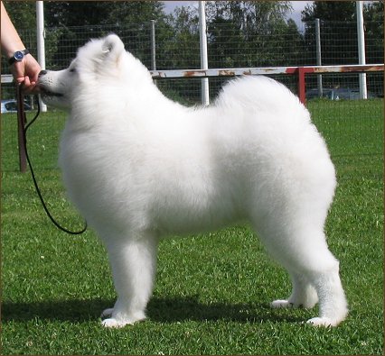 Rlli in Puppy Show 2005