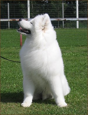 Rlli in Puppy Show 2005