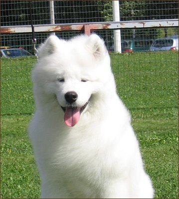 Rlli a puppy show 2005
