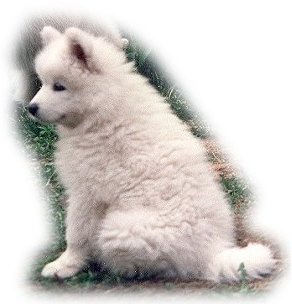 5 weeks