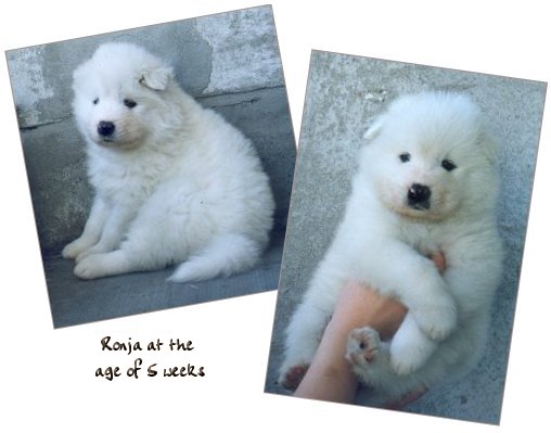 5 weeks