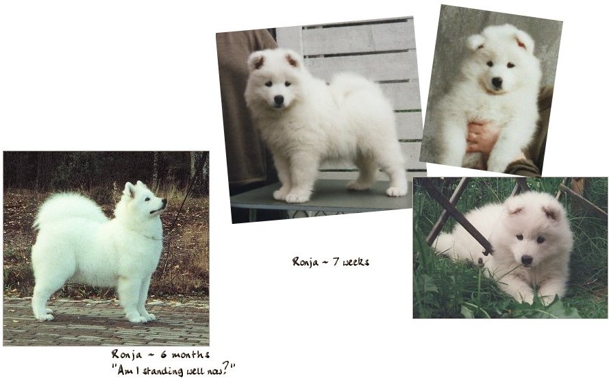 Ronja pup