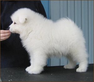 Sogno Bianco