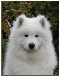 Sulo