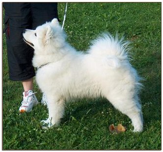 Sulo