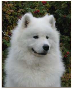 Sulo