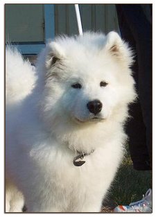 Sulo