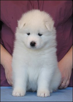 Voitto