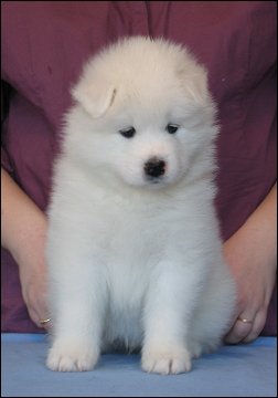 Voitto
