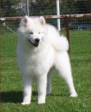 Zelda in Puppy Show 2005