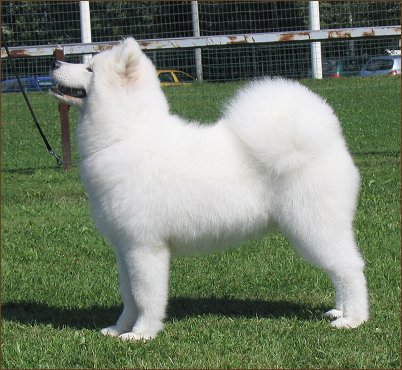 Zelda in Puppy Show 2005