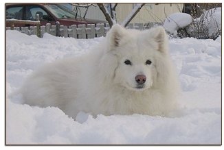 Rosa, 8 years