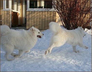 Zelda and Ronja