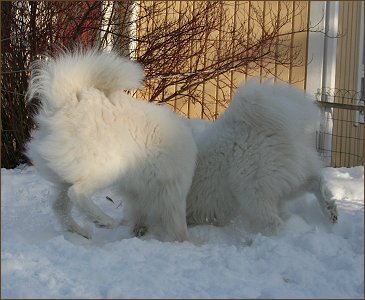Digging